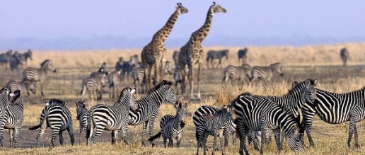 tanzania safaris